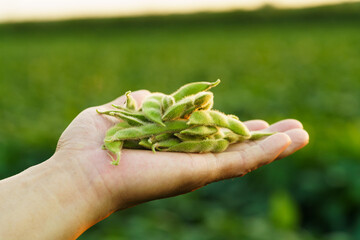 Fresh soybeans held in the palm of hand