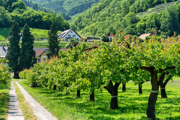 Wachau Valley, Austria