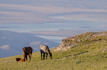 Wild Horses in Summer in the Pryor Mountains Montana