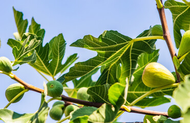 figs on tree