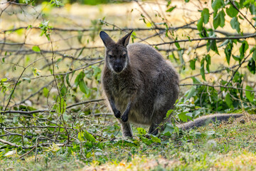 A Bennett kangaroo between branches in a zoo