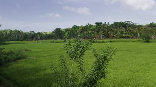 Gliricidia Plant Waving with the Wind in a Paddy Field.