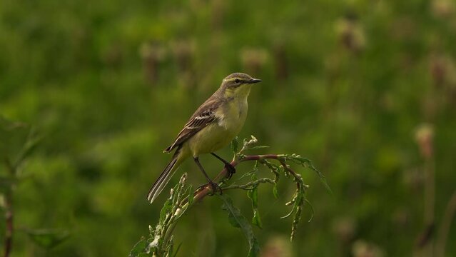A western yellow wagtail (Motacilla flava flavissima) sitting in the top of a plant.

Filmed in de Nieuwe Driemanspolder, Zoetermeer, the Netherlands.