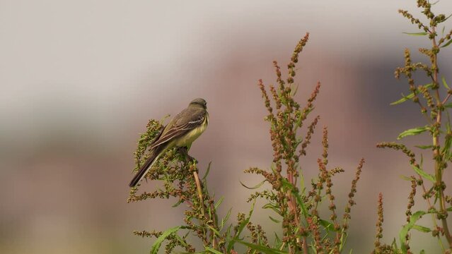 A western yellow wagtail (Motacilla flava flavissima) sitting in the top of a plant while the wind blows hard.

Filmed in de Nieuwe Driemanspolder, Zoetermeer, the Netherlands.
