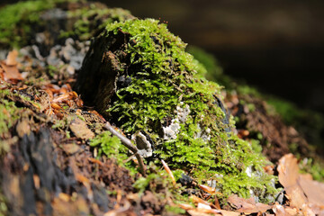 Detailaufnahme von grünem Moos in einem Wald