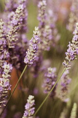 close up of lavender flowers
