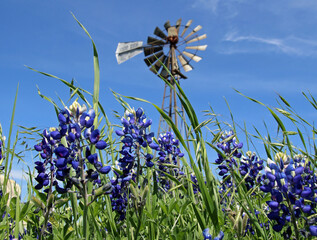 Windmill in the Bluebonnets