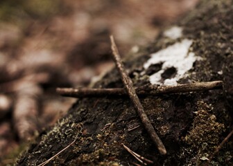 Jolly Roger in the forest, natural 