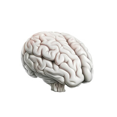 White Human Brain Isolated on Transparent Background

