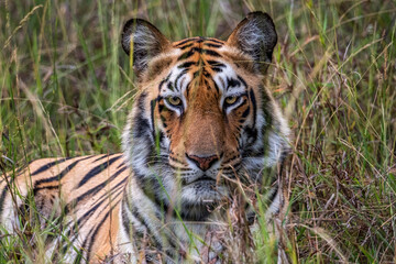 portrait of a tigrerss!