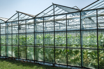 Perspective view of a modern industrial greenhouse in the Westland, the Netherlands. Westland is a...