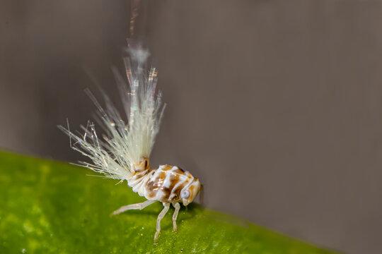 Macro close-up of a flatid planthopper nymph on a green leaf, displaying its characteristic white waxy filaments and delicate body structure.
