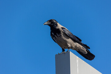 A crow stands on a wall looking around. 
