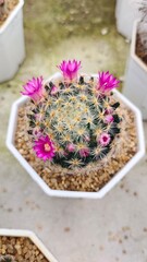 flower in a basket,Cactus flowers, sweet colors, beautiful