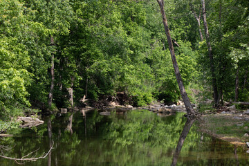 Mountain Stream Reflections