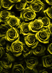 Yellow Roses Pattern Background Texture Illustration