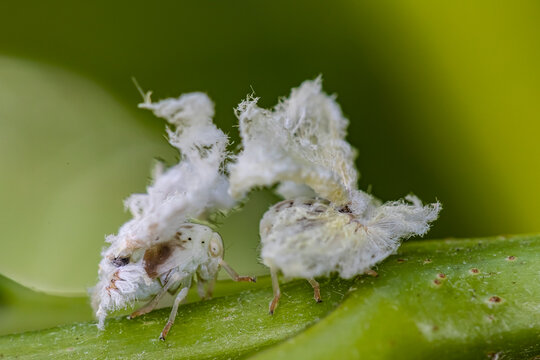 Macro close-up of a flatid planthopper nymph on a green leaf, displaying its characteristic white waxy filaments and delicate body structure.