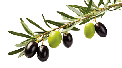 olives hanging from an olive branch in a Food- themed, photorealistic illustration in a PNG, cutout, and isolated. generative AI - obrazy, fototapety, plakaty