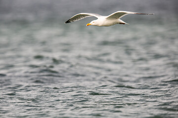 Möwe über der Ostsee