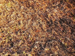 dead plants on earth, lot of strange dead plants intertwined on the ground