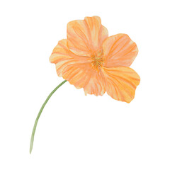 Orange Nasturtium watercolor illustration. Hand drawn botanical painting, floral sketch. Colorful flower clipart for summer or autumn design of wedding invitation, prints, sublimation, textile