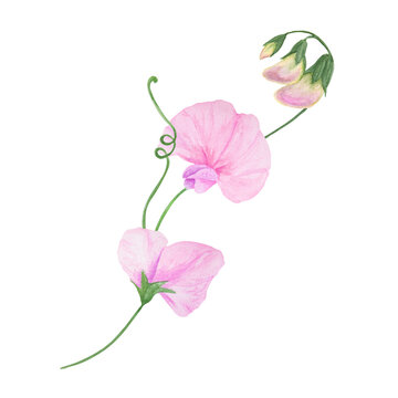Pink Lathyrus watercolor illustration. Hand drawn botanical painting, floral sketch. Colorful flower clipart for summer or autumn design of wedding invitation, prints, greetings, sublimation, textile