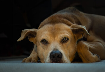 2023-08-13 CLOSE UP OF A OLDER PIT BULL SHEPARD MIX LYING ON THE GROUND STARING INTO THE CAMERA...