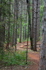 A path of red dirt through tall trees.