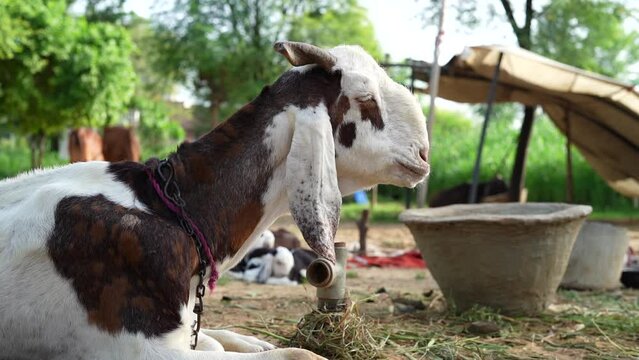 White head goat capra hircus relaxing in a farm. farm animals background theme. livestock farming theme. goat with chain closeup.