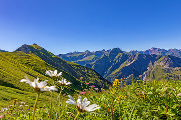 Allgäu - Berge - Alpen - Blumen - Sommer