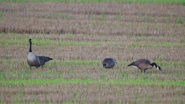 Canada geese are feeding in a framers field at twilight Guard goose watches for predators. Branta canadensis