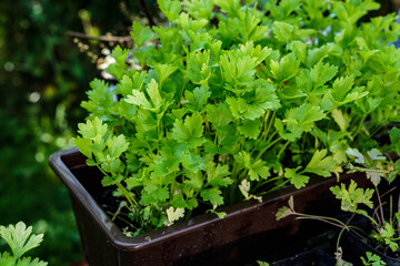 Fresh parsley in the garden.
