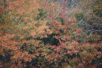 Fall Color - Leaves