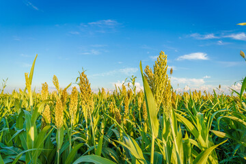 Sorghum Rice in Northeast China in August
