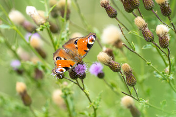 butterfly on a flower