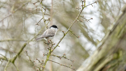 bird on a branch