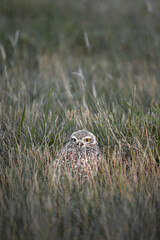 Nature photography, wild owl portrait. Sunset in the field.