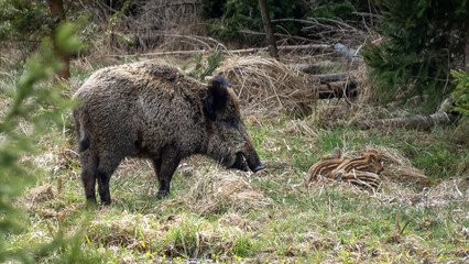 Naklejka na ściany i meble wild boar in forest