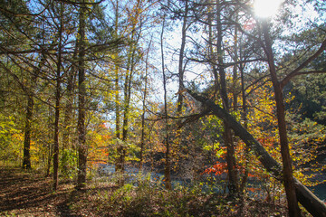 Fall Forest Arkansas
