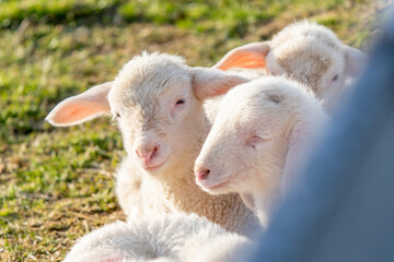 Naklejka premium young lamb looking at camera