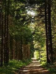 Obraz premium allée ombragée dans les bois