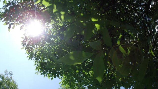 Green branches of deciduous trees with Common walnut tree, Juglans regia with fresh spring leaves, blue sky and sun - real time, panorama 160.