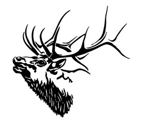 Bugling bull elk
