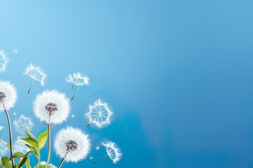 Beautiful white dandelion on blue background with copy space. Illustration | Generative AI