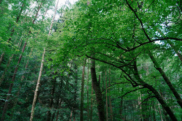 Fototapeta na wymiar Scenic view of beautiful trees growing in woodland