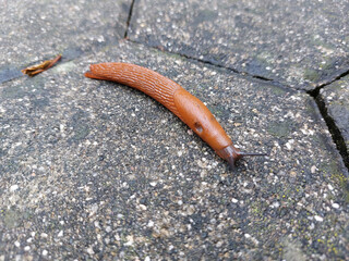 red brown land slug on tile - gastropod mollusc