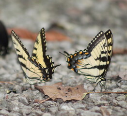 Butterfly Black with orange and Blue Close Up