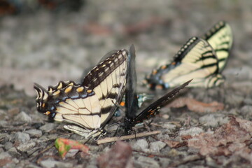 Butterfly Black with orange and Blue Close Up
