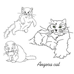 Cute sketch drawing of a lying cat. Linear drawing of a pet. Angora