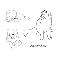Cute sketch drawing of a playing cat. Linear drawing of a pet.